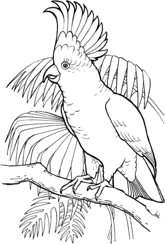 Sulfur Crested Cockatoo Coloring Page